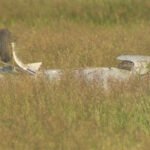 Alberta, Canada: Two men were seriously injured after a small aircraft crashed in a field east of the High River Regional Airport in Alberta on Thursday afternoon, prompting a multi-agency emergency response and an investigation by Canadian aviation authorities. The crash was reported at approximately 3:45 p.m. local time in a grassy area east of the airport in Foothills County, near High River, according to emergency officials. RCMP, High River Fire Department personnel and Alberta Health Services crews responded to the scene shortly after receiving reports of a downed aircraft. Emergency responders located the aircraft in a field between 554 Avenue and 594 Avenue, east of the airport. Both occupants identified only as two adult men were extricated from the wreckage and transported by ground ambulance to Foothills Medical Centre in Calgary with serious injuries. Authorities said the injuries were significant but not believed to be life-threatening, and both men were expected to survive. Officials described the aircraft only as a single-engine, single-propeller airplane. As of the latest official updates, authorities have not released the aircraft's make, model, registration, owner or operator, nor have they identified the two occupants or confirmed the purpose of the flight. No information has been released regarding the aircraft's departure point or intended destination. The circumstances leading to the crash remain under investigation. Officials have not indicated whether the aircraft experienced a mechanical problem, engine failure, weather-related issue, or pilot emergency before coming down. There were also no reports of fire following the impact. The Transportation Safety Board of Canada (TSB) was notified of the occurrence and began collecting information to determine the appropriate scope of its investigation. Canadian aviation investigators routinely assess such occurrences before deciding whether to launch a full investigation. The incident temporarily drew a significant emergency response to the rural area east of High River Regional Airport. No injuries were reported on the ground, and authorities did not indicate any damage to nearby property. As of the latest available information, investigators have not released any preliminary findings or probable cause, and no further updates on the condition of the injured men have been made public.